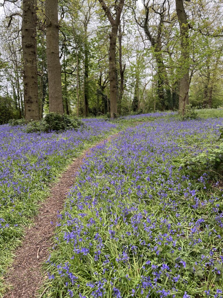 Bluebells, Prospect Park, Reading